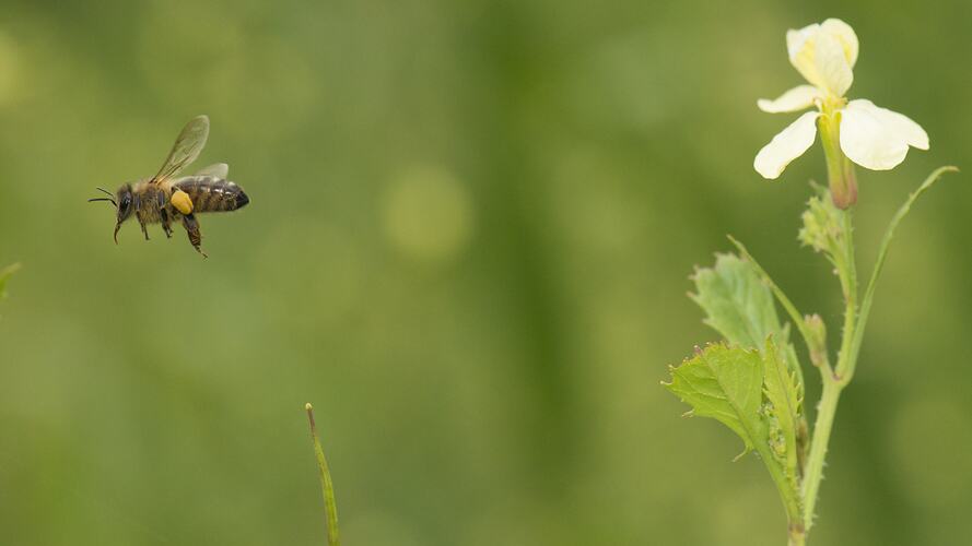 Honeybee flying away from a flower.