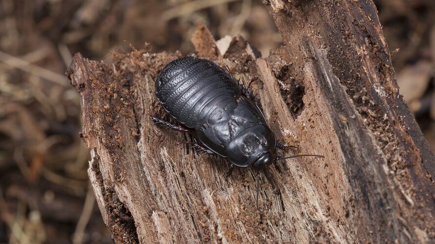 Black cockroach on bark.