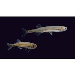Two elongated silvery fish on black background.