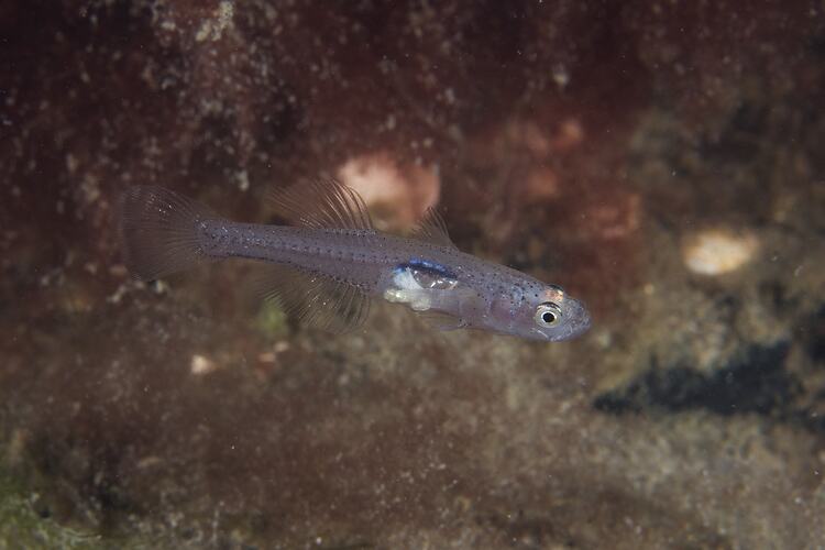 <em>Gobiopterus semivestitus</em>, Glassgoby. Gippsland, Victoria.