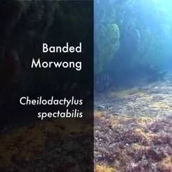 Silent footage of the Banded Morwong, <em>Cheilodactylus spectabilis</em>.