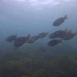 Silent footage of <em>Zebrafish, Girella zebra</em>.