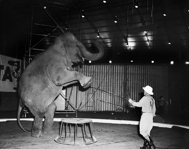 Department of Trade, Elephant Circus Performance, Melbourne, 09 Mar 1960