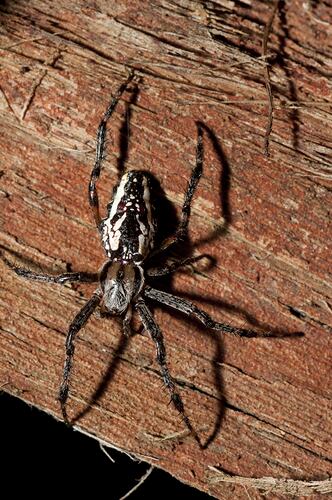 <em>Araneus bradleyi</em>, Enamelled Spider. Budj Bim Cultural Heritage Landscape, Victoria.