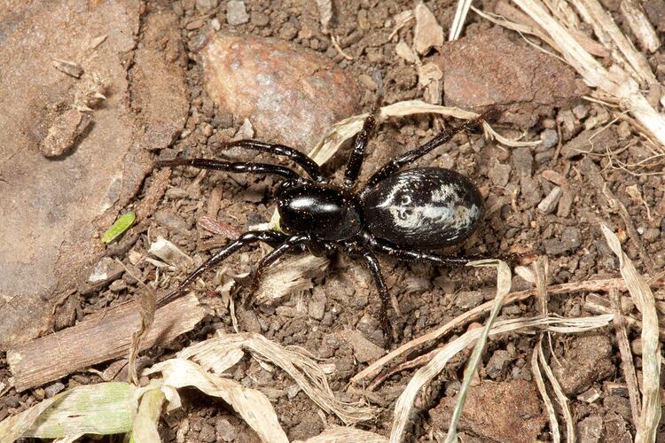 Family Zodariidae, ant spider. Budj Bim Cultural Heritage Landscape, Victoria.