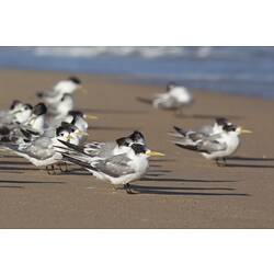 Black, white and grey birds on sandy beach.