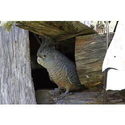 Grey and bronze bird on wooden cabin wall.
