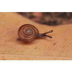 Small brown snail on brown leaf.