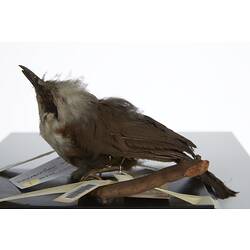 <em>Garrulax leucolophus leucolophus</em>, White-crested Laughing-thrush, mount.  Registration no. 28836.