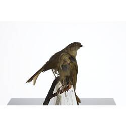 <em>Andropadus importunus</em> and <em>Andropadus importunus importunus</em>, Sombre Greenbul, mounts.  Registration nos. 54703 (front) & 54807 (rear).