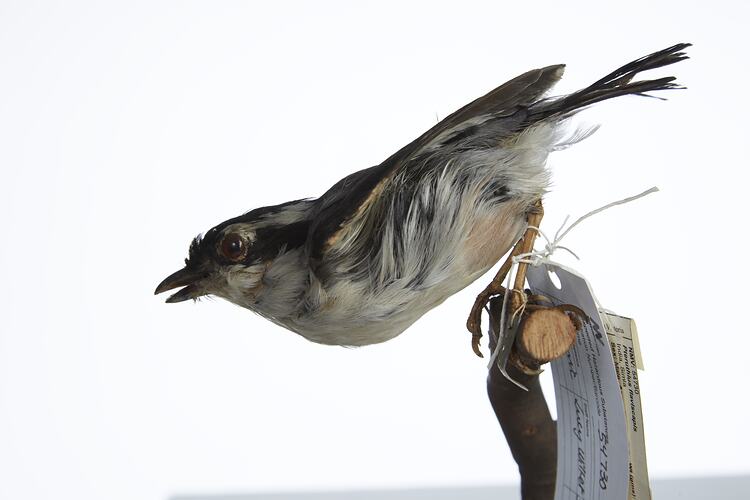 <em>Pteruthius flaviscapis validirostris</em>, White-browed Shrike-Babbler, mount.  Registration no. 54730.