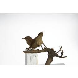 <em>Troglodytes troglodytes</em>, Winter Wren, mounts.  Registration nos. 58161 (front) & 58162 (rear).
