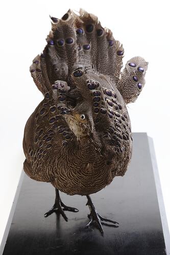 Front view of mounted pheasent specimen.