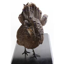 Front view of mounted pheasent specimen.