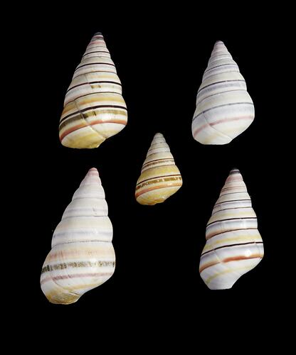 <em>Liguus virgineus</em>, snail shells. Registration no. F 83853.