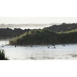 Black Swans swimming on lake.