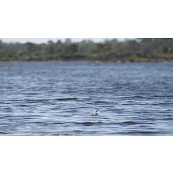 Whiskered Tern.