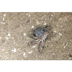 <em>Mictyris</em> sp., crab. Lakes Entrance, Victoria.