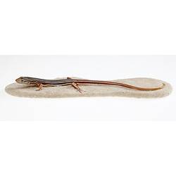 Cast model of brown lizard with bold white stripes.