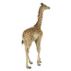 Front-side view of juvenile giraffe specimen.