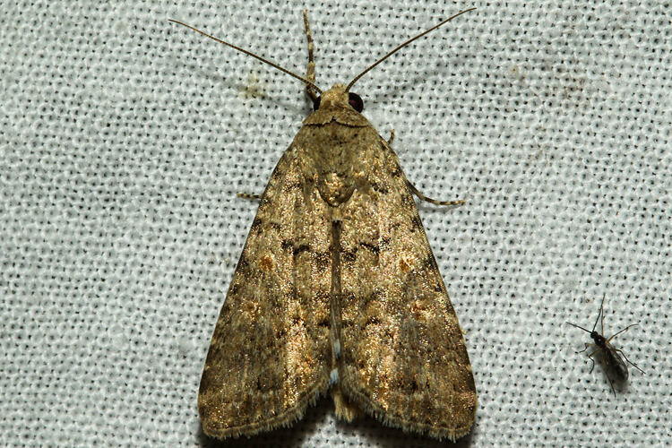 <em>Spodoptera exigua</em>, moth. Murray Explored Bioscan.