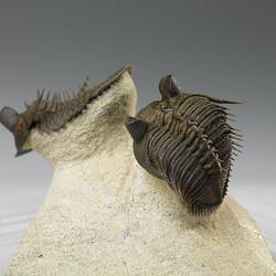 Two trilobites on rock plinth, rear view.