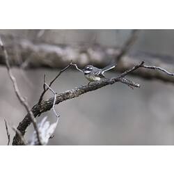 Side view of grey fantail on bare branch.