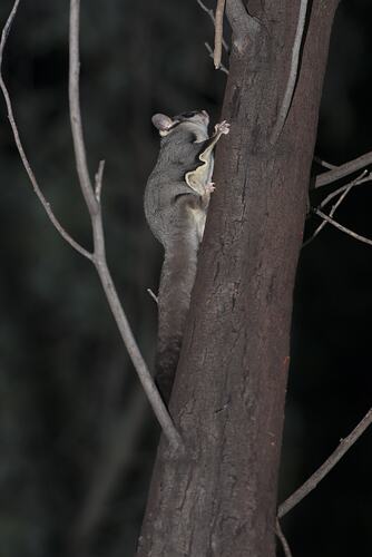 Grey and white Sugar Glider climbing up trunk.