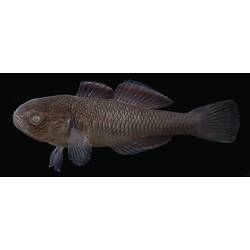 Carp Gudgeon.