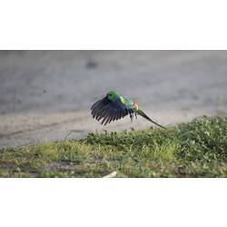 Red-rumped parrot taking off from ground.