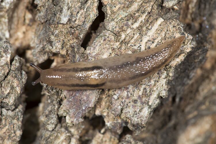 <em>Lehmannia nyctelia</em>, Striped Field Slug. Murray Explored Bioscan, Victoria.