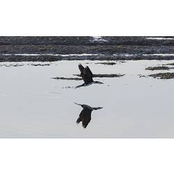 Black and white cormorant in flight over water.
