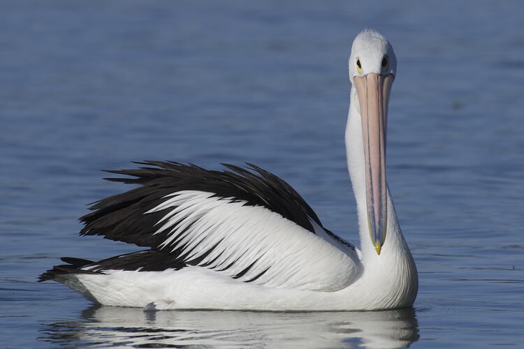 Pelican on water, head turned to camera.