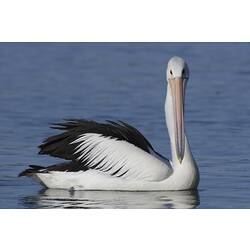 Pelican on water, head turned to camera.