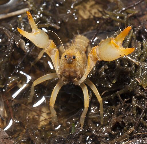 Yellow crayfish in shallow water, claws raised.