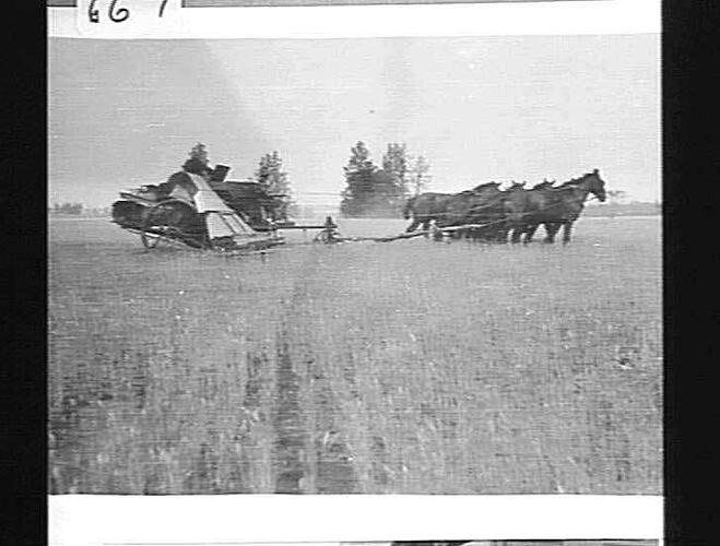 10 FT A.L. HARVESTER AT MERINGUR, JAN 1929.