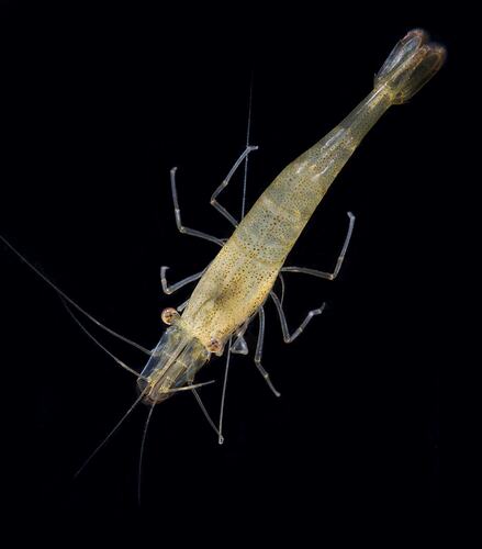 Freshwater shrimp.