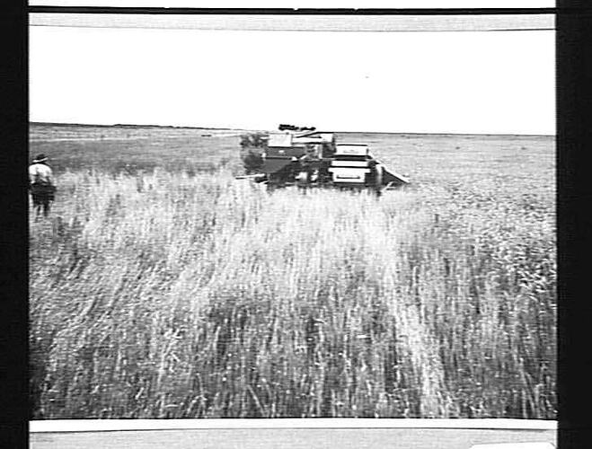 A L HARVESTER IN A 9 BAG CROP ON MR A.S. SMITH'S FARM, CARRAMBALLOR