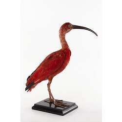 Taxidermied crimson bird specimen.