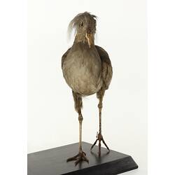 Front view of grey taxidermied bird specimen,