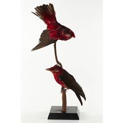 Two red taxidermied bird specimens on vertical branch.