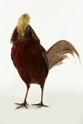 Brown pheasant specimen with yellow-feathers around head.