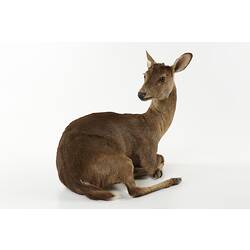 Taxidermied deer specimen mounted lying down.