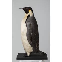 Side view of Emperor Penguin Specimen.