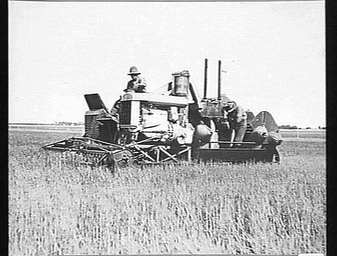 12 FT. AUTO HEADER AT WORK ON MR. SEPURMAN'S FARM, MINYIP: DEC 1925