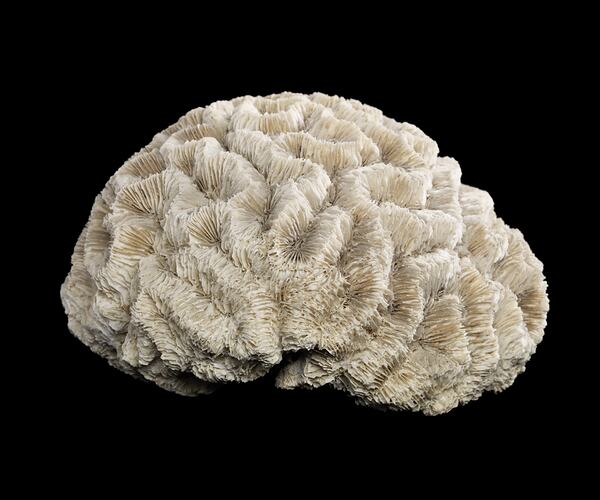 Brain Coral, Lobophyllia recta (Dana, 1846)