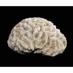 White brain coral specimen on black background.