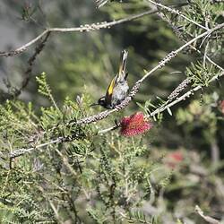 Black, white and yellow bird on flowering branch, tail held up.