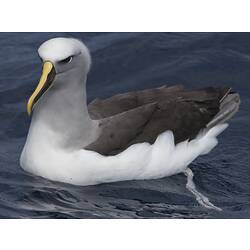 Albatross with yellow bill floating on water.