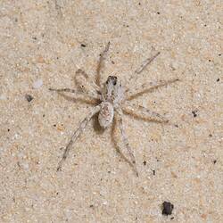 Dorsal view of pale wolf spider on sand.